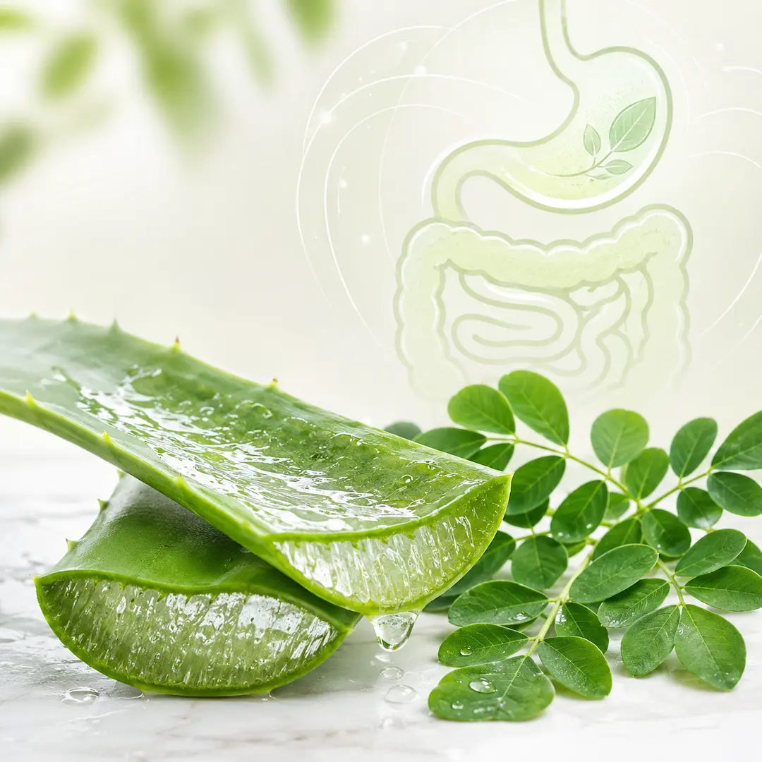 aloe vera y moringa aliados naturales para una digestión saludable – Nutrimundo1